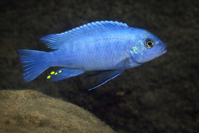 Maylandia callainos 'Mbowe Island'